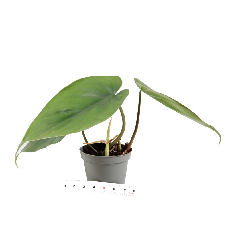 Pokojové rostliny okrasné listem - Filodendron květináč 6cm