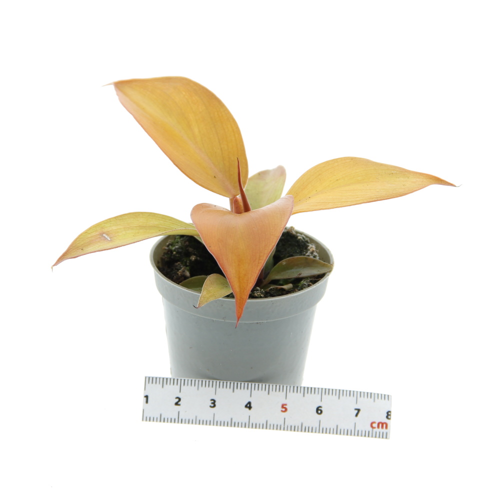 Pokojové rostliny okrasné listem - Filodendron 'Orange' květináč 6cm