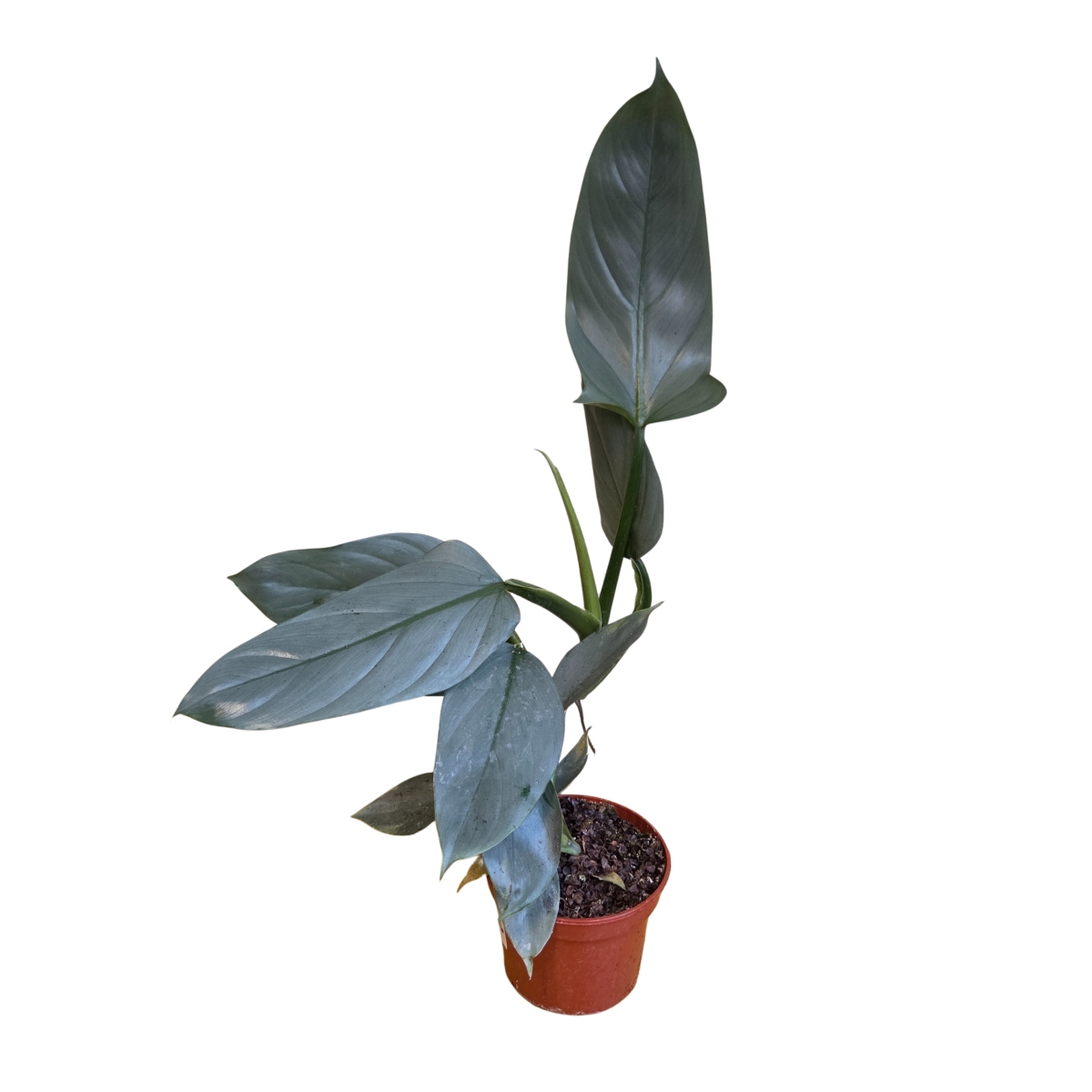 Pokojové rostliny okrasné listem - Filodendron Silver Sword květináč 12cm