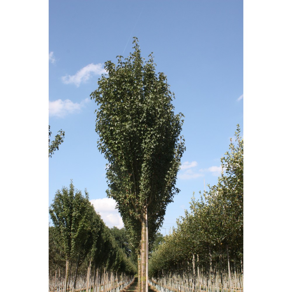 Soliterní stromy - Hloh jednosemenný Strictavýška kmene 225cm, zemní bal