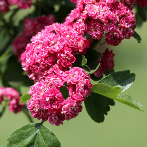 Rostliny - Hloh obecný 'Paul's Scarlet' obvod kmene 8/10cm, strom
