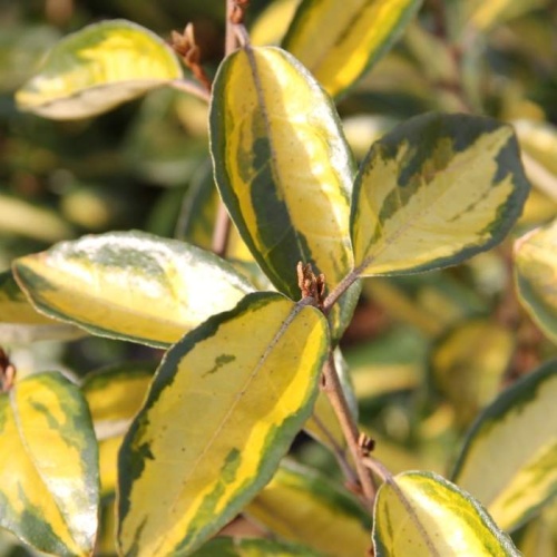 Keře okrasné listem - Hlošina Ebbingeova 'Limelight' 2,5 litru