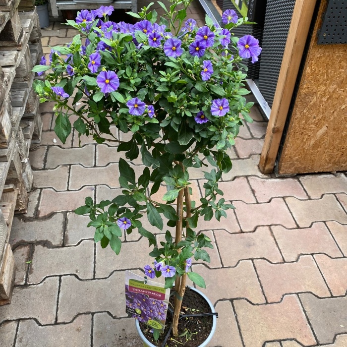 Hořcový stromek kmínek 80cm-1