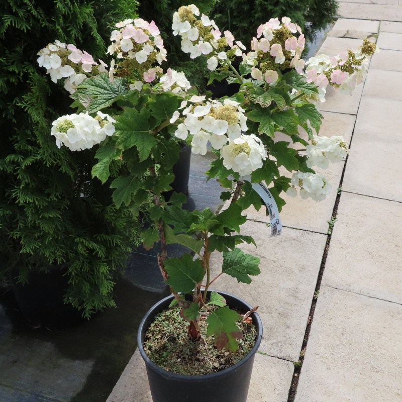 Hortenzie dubolistá květináč 10 litrů, výška 80/100cm, keř-0