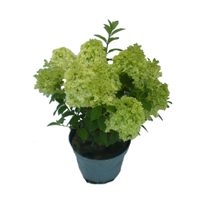 Rostliny - Hortenzie latnatá Bobo výška 40-60cm, květináč 7,5 litru