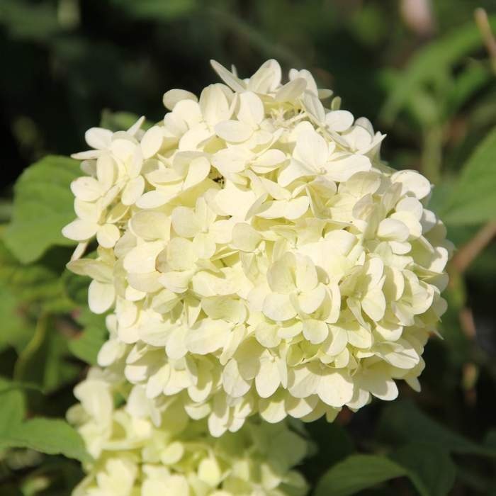 Rostliny - Hortenzie latnatá 'Limelight' kmínek 90cm