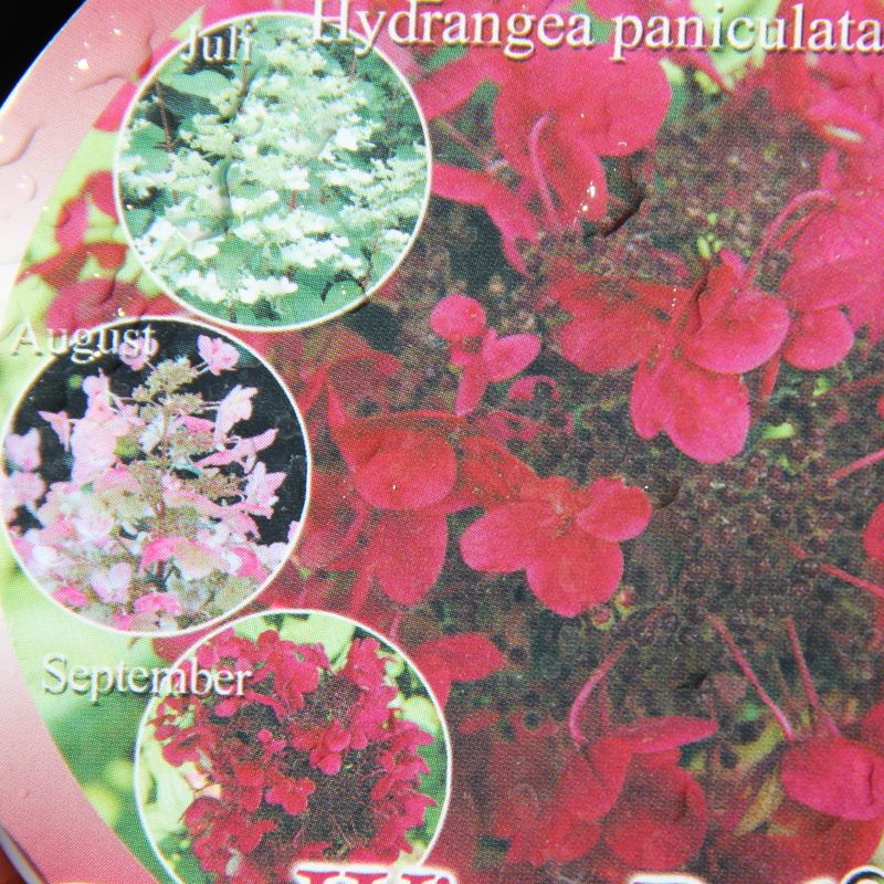 Rostliny - Hortenzie latnatá  'Wim's Red'® květináč 4 litry, výška 30/40cm, keř