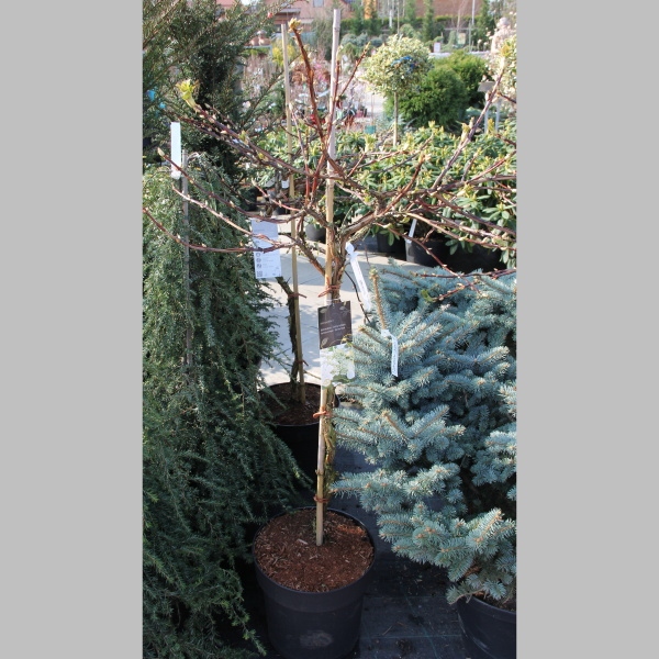 Hortenzie řapíkatá květináč 16,5 litru, kmínek 80cm, stromek-0