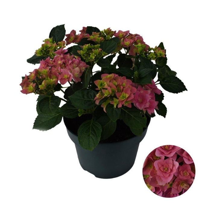 Rostliny - Hortenzie velkolistá  'Double Dutch Dark Pink' květináč 5 litrů