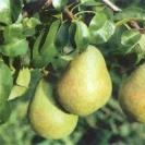 Rostliny - Hrušeň 'Bohemica'® prostokořenné, zákrsek, zimní, CIZOSPRAŠNÁ