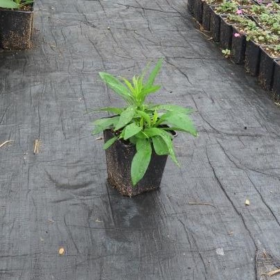 Rostliny - Hvězdnice křovitá 'Proffesor Anton Kippenberg' květináč 11cm