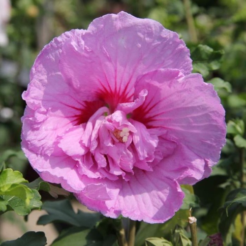 Rostliny - Ibišek syrský 'Lavender Chiffon' kmínek 1/4, 10 litrů
