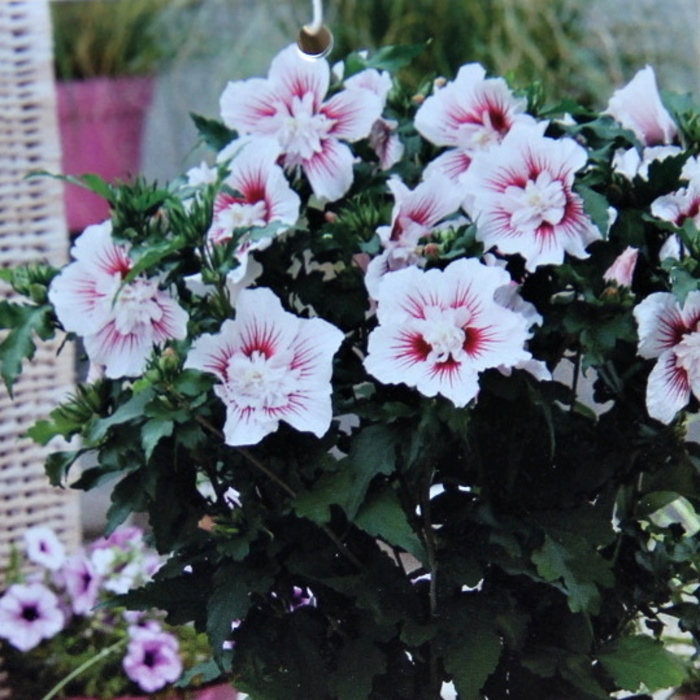 Rostliny - Ibišek syrský 'Starburst Chiffon' výška 60/80cm, květináč 7,5 litru