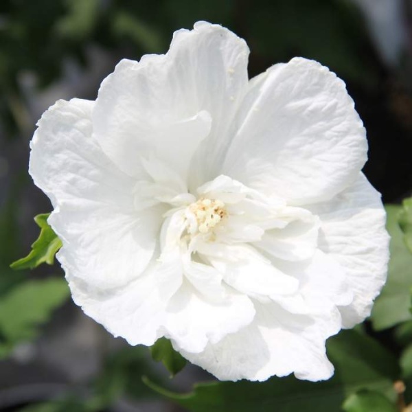 Rostliny - Ibišek syrský White Chiffon® výška 30/40cm, 2,5 litru