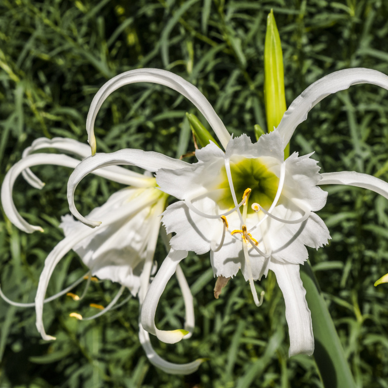 Ostatní jarní cibuloviny - Ismene bílá 1ks