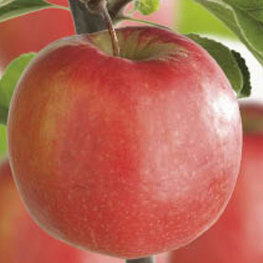 Jabloň 'Braeburn' květináč 6 litrů, výška 150/175cm, zimní, CIZOSPRAŠNÁ-0