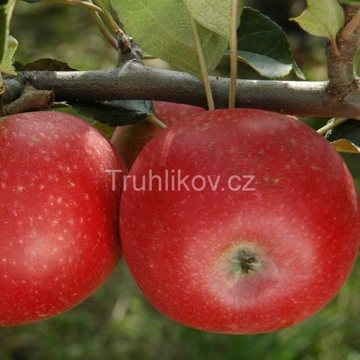 Rostliny - Jabloň Discovery květináč 7,5 litru, zákrsek, letní, CIZOSPRAŠNÁ
