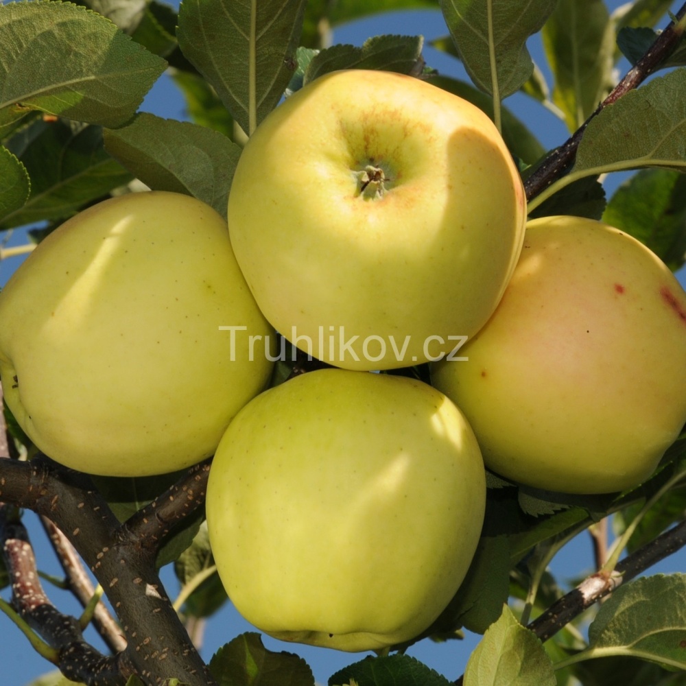 Jabloň 'Golden Delicious' prostokořenné, zákrsek, zimní, CIZOSPRAŠNÁ-0