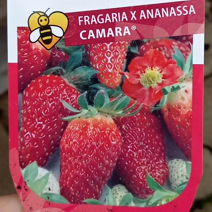 Rostliny - Jahodník stáleplodící 'Camara' květináč 12cm