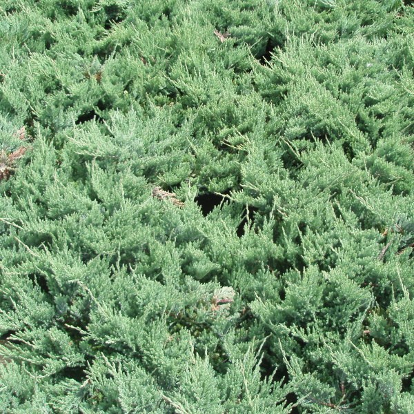 Rostliny - Jalovec polehlý 'Blue Chip' 2,5 litru