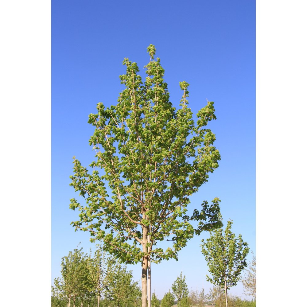 Soliterní stromy - Javor babyka Lienco výška kmene 225cm, zemní bal