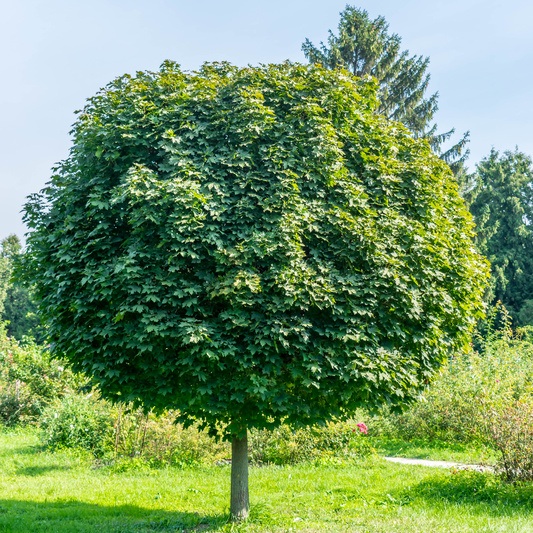 Rostliny - Javor mléč Globosum květináč 18 litrů, kmínek 120cm, stromek