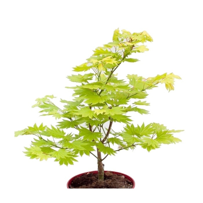 Rostliny - Javor shirasawský 'Aureum' výška 70/80cm, květináč 15 litrů