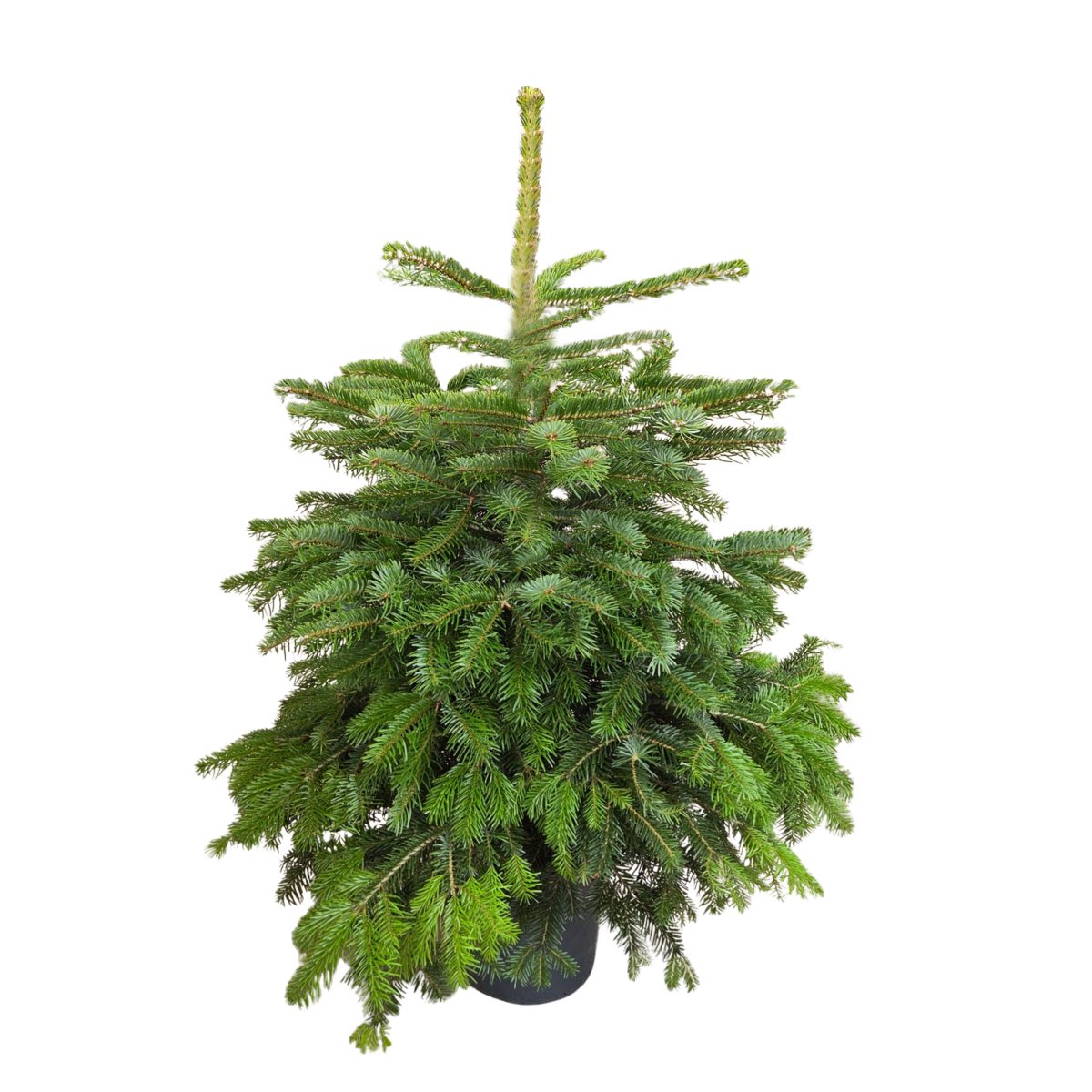 Vzrůstné jehličnany - Jedle kavkazská výška 100/125cm