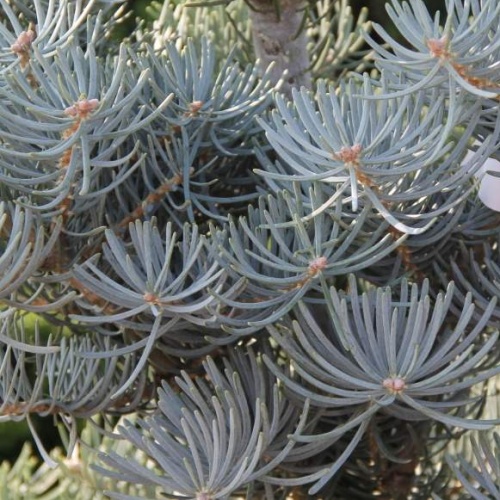 Zakrsle rostoucí jehličnany - Jedle ojíněná 'Compacta' výška 40/60cm