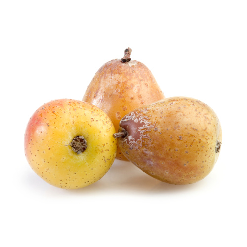 Rostliny - Jeřáb oskeruše 'Pyriformis' výška 125/150cm