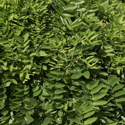 Rostliny - Jerlín japonský Pendula květináč 20 litrů, kmínek 150cm, převislý, stromek
