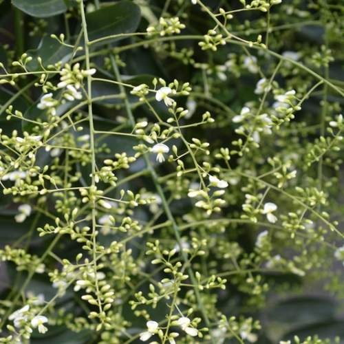 Rostliny - Jerlín japonský 'Pendula' obvod 10/12, 35 litrů