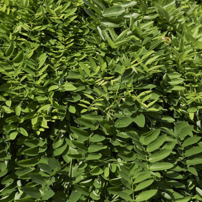 Rostliny - Jerlín japonský 'Pendula' obvod kmene 14/16, květináč 110 litrů