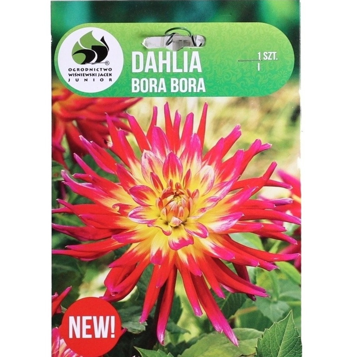 Jiřiny - Jiřina Bora Bora 1ks