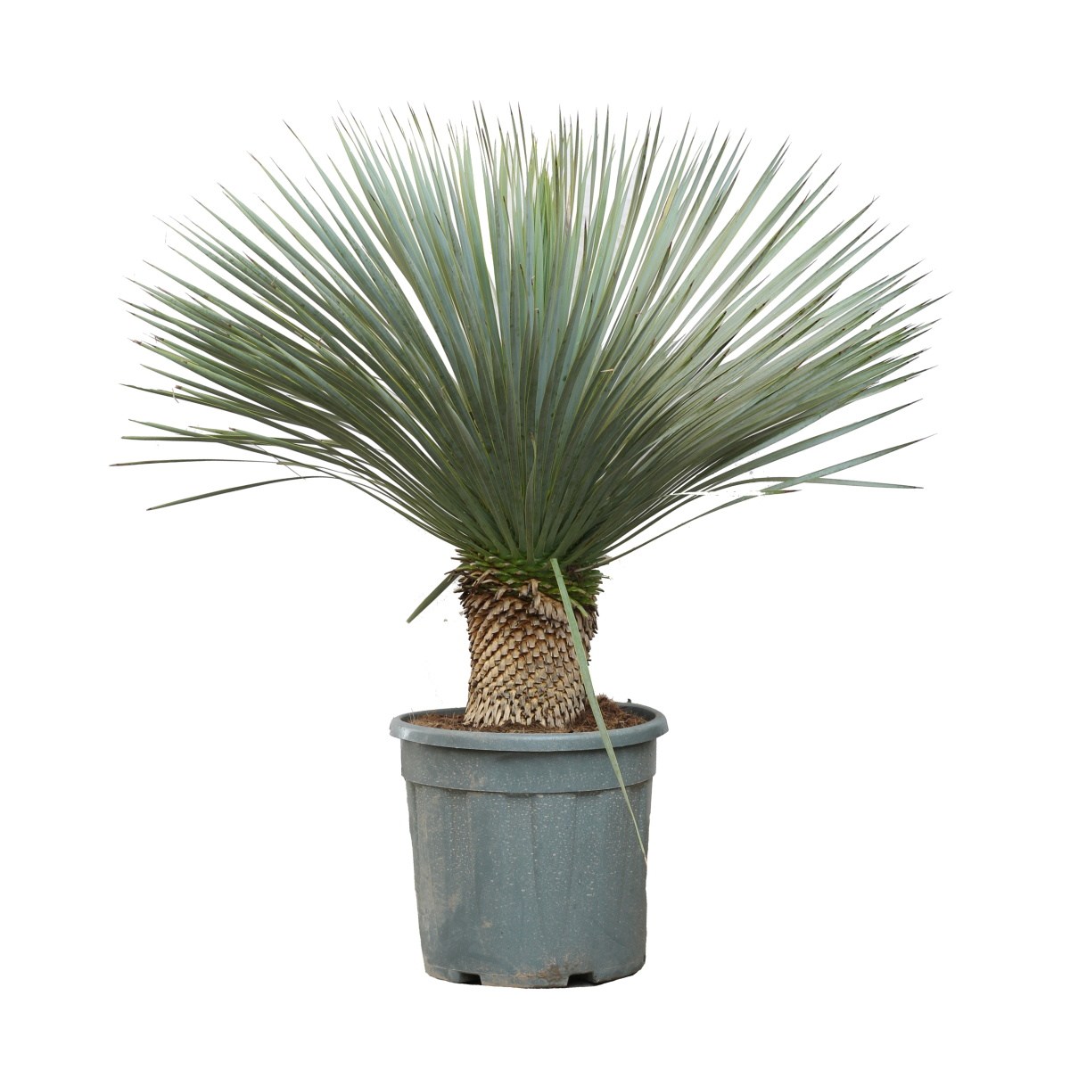 Nádobové květiny - Juka zobanitá kmínek 20/30cm, květináč 35 litrů