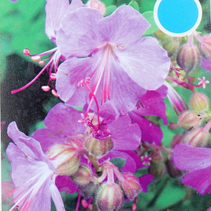 Rostliny - Kakost kantabrijský 'Karmina' 9cm