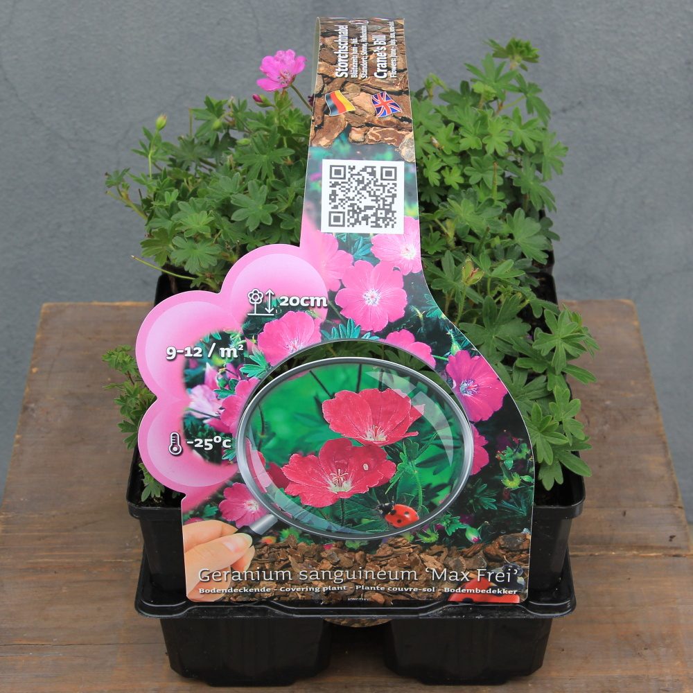 Rostliny - Kakost krvavý 'Max Frei' 6pack