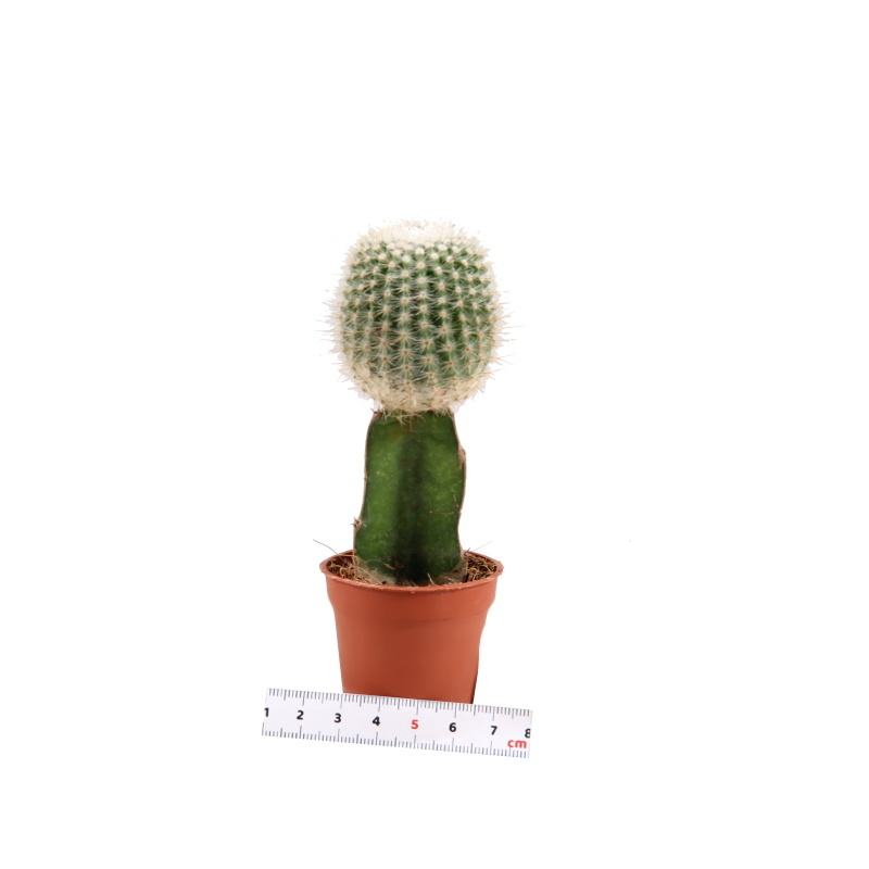 Kaktusy a sukulenty - Kaktus gymno roubovaný mix květináč 5,5cm