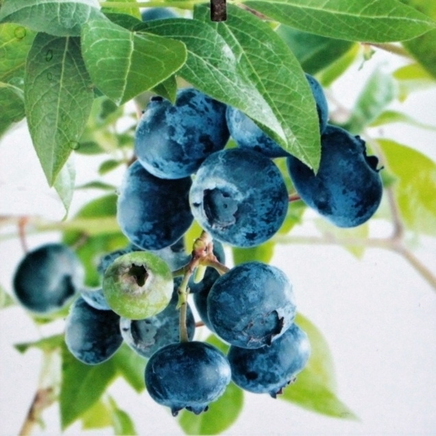 Rostliny - Kanadská borůvka 'Bluecrop' květináč 5 litrů, výška 30/50cm, keř, částečně samosprašná