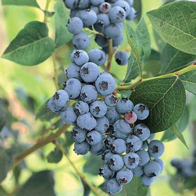 Rostliny - Kanadská borůvka 'Bluejay' 7,5 litru, částečně samosprašná