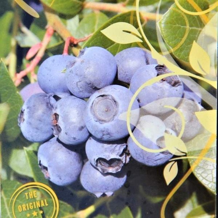 Rostliny - Kanadská borůvka 'Hortblue Petite'  květináč 7,5 litru, částečně samosprašná, remontantní