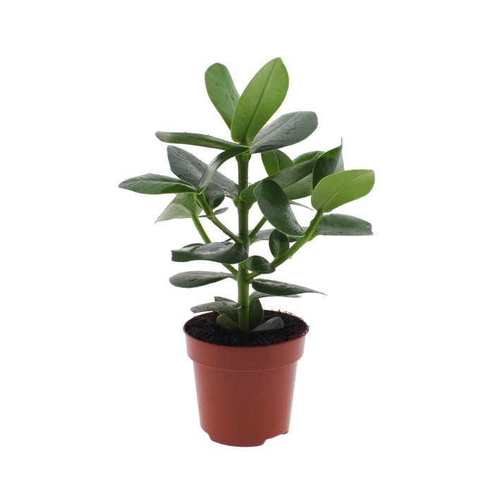 Pokojové rostliny okrasné listem - Klusie 'Princess' květináč 12cm