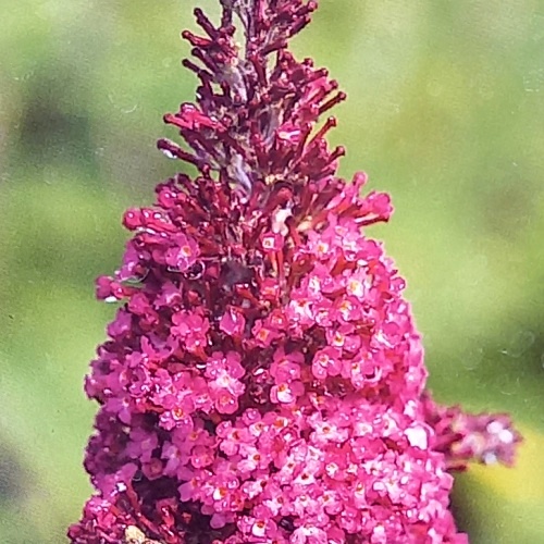 Rostliny - Komule Davidova 'Funky Fuchsia' 3,5 litru