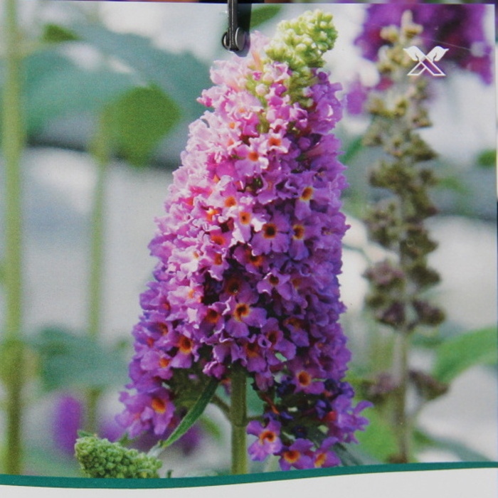 Rostliny - Komule Davidova Poquito® 'Orchid Annie'® květináč 4,5 litru