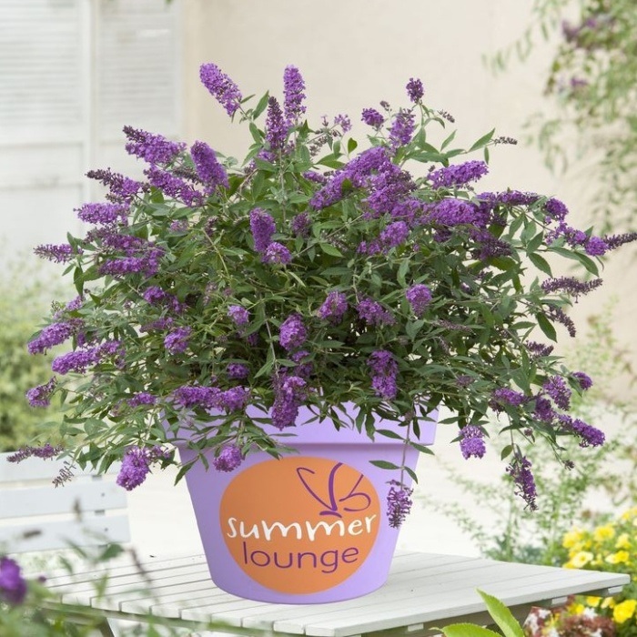 Rostliny - Komule Davidova 'Summer Lounge Purple Lion' květináč 2,3 litru