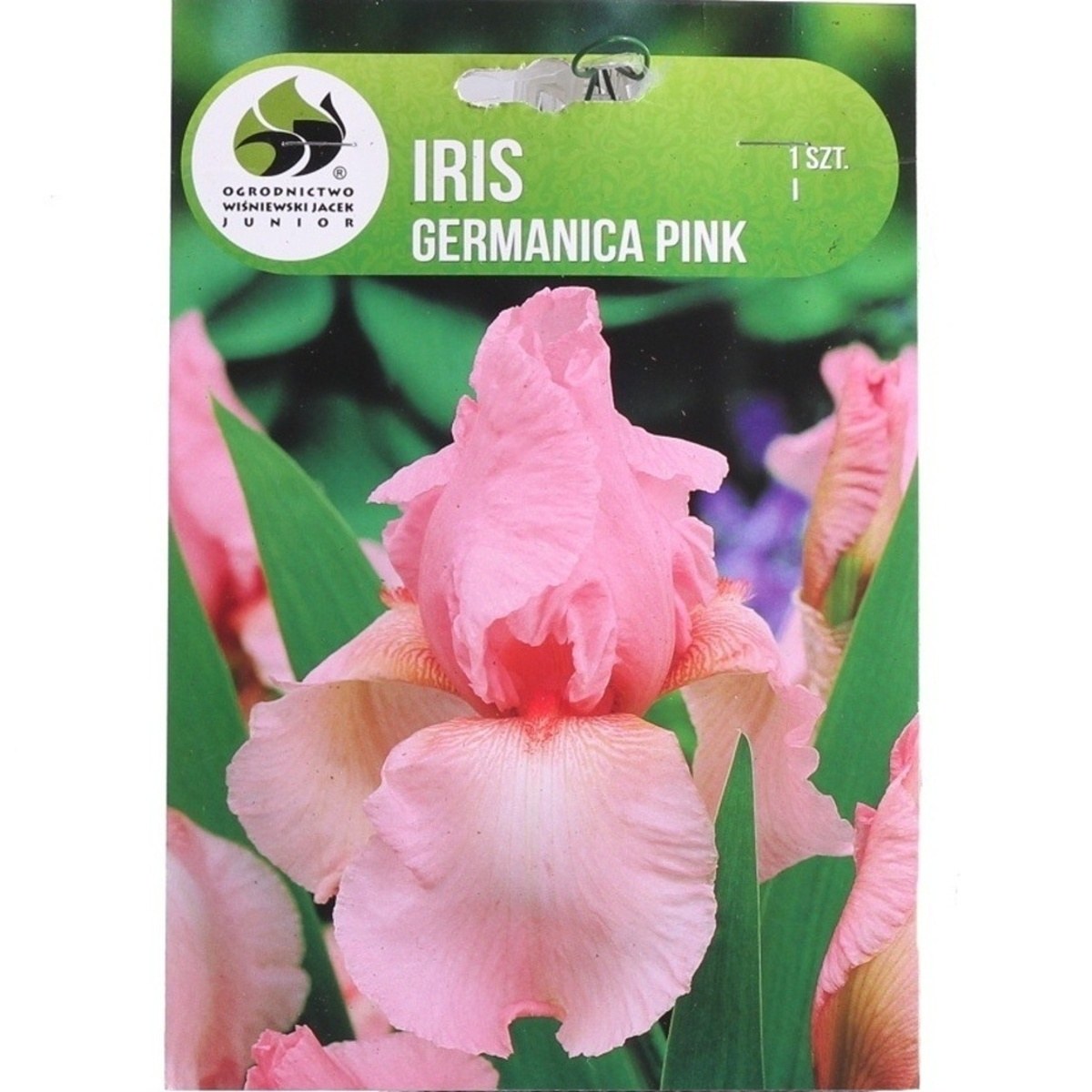 Kosatce - Kosatec německý 'Pink' 1ks