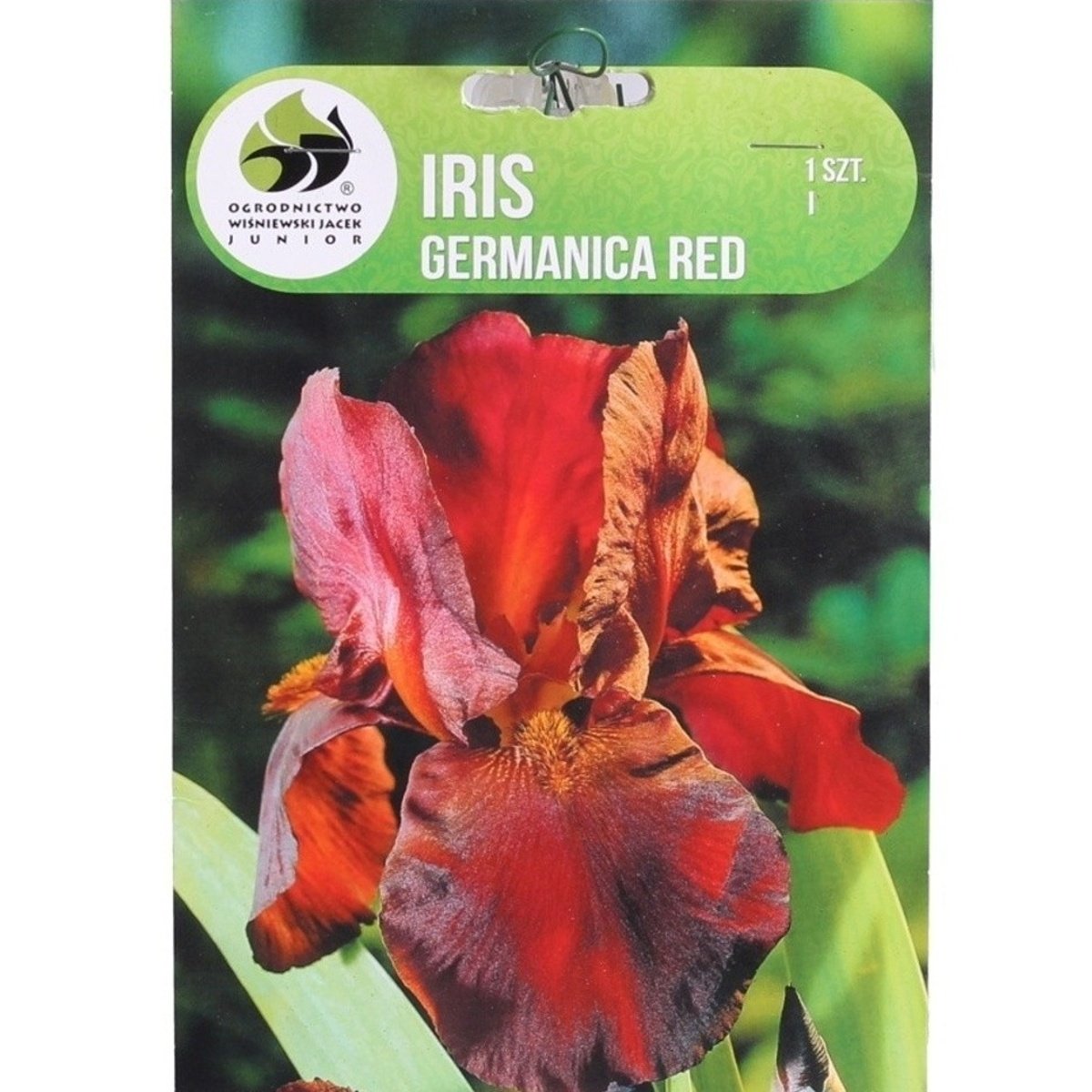 Kosatce - Kosatec německý Red 1ks