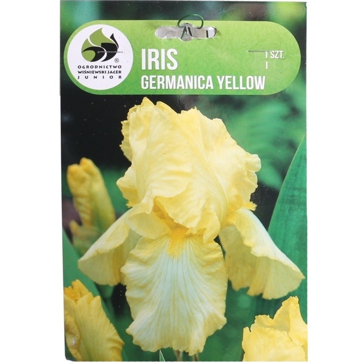 Kosatce - Kosatec německý Yellow 1ks