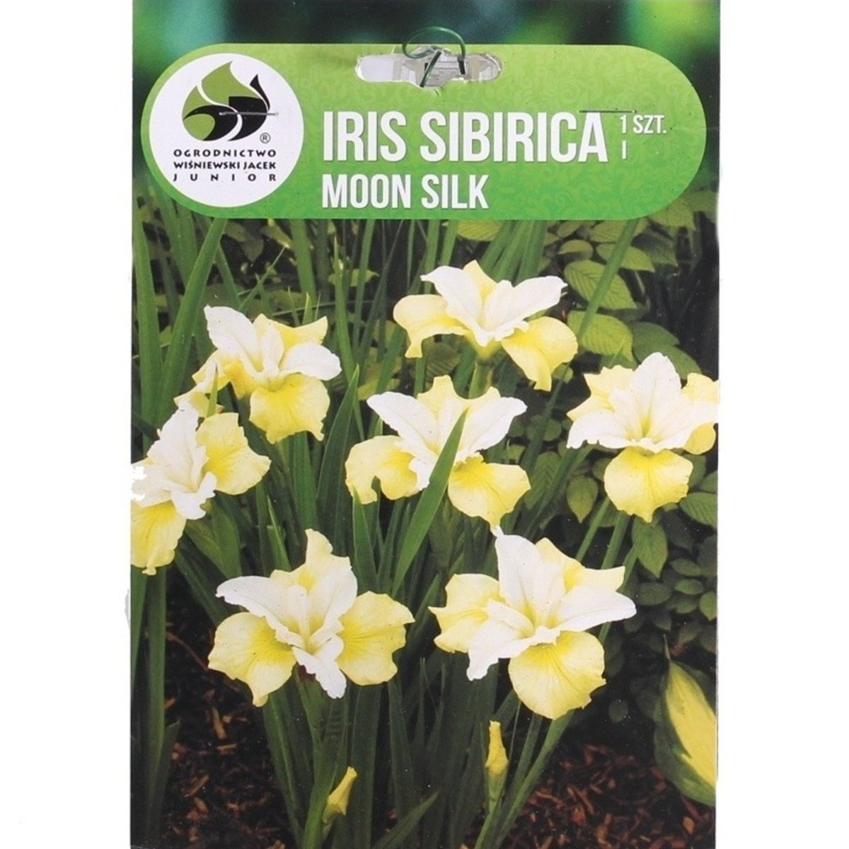 Kosatce - Kosatec sibiřský Moon Silk 1ks