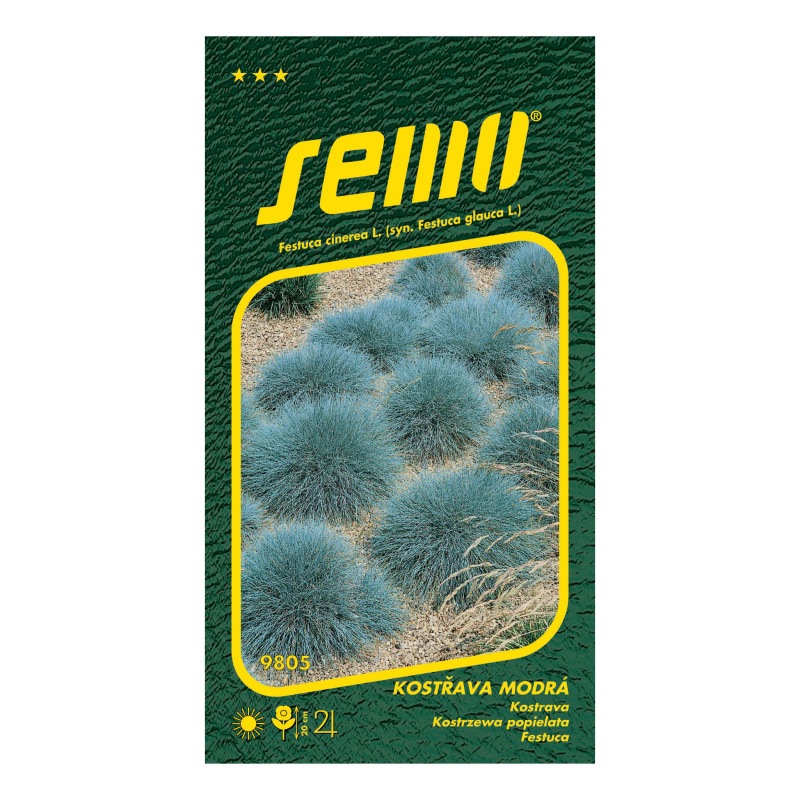 Kostřava modrá Varna-0